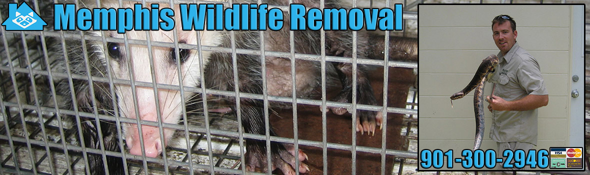 Memphis Wildlife and Animal Removal